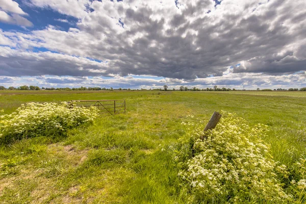 Bílé Květy Dřevěná Brána Holandské Zemědělské Krajině Pod Jarní Oblohou — Stock fotografie