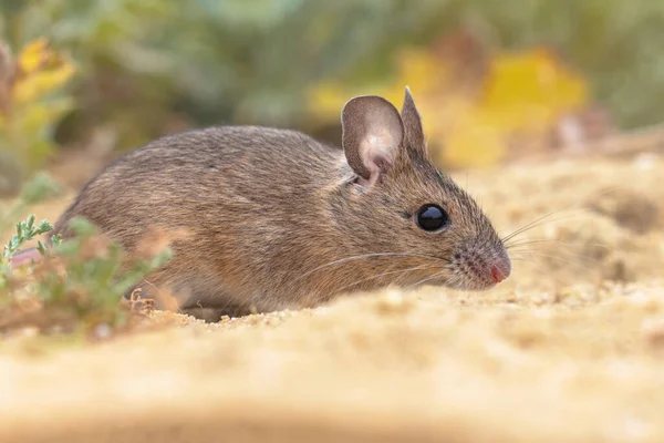 Wood Mouse Apodemus Sylvaticus Hlodavec Zeleném Přírodním Prostředí Bylinkami Písku — Stock fotografie