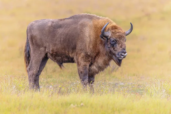 オランダの国立公園Zuid Kenemerlandにある1匹の動物 Wisent European Bison Bison Bonasus ヨーロッパの自然の野生動物のシーン — ストック写真