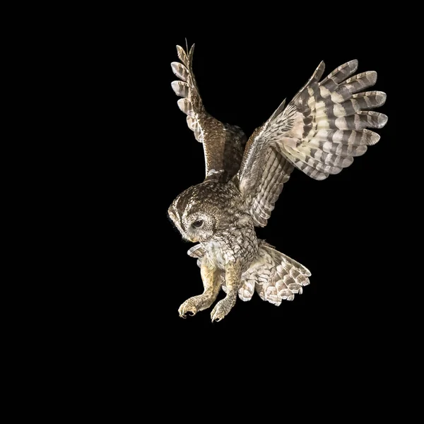 Tawny Owl Strix Aluco Flying Darkness Predator Bird Lookout Hunting — Stock Photo, Image