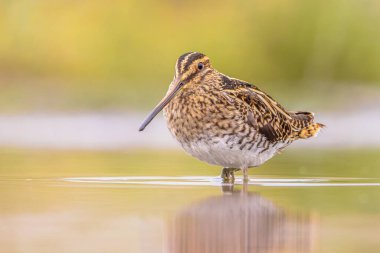 Çulluk (Gallinago gallinago), atmacagiller (Gallinago gallinago) familyasından bir kuş türü. Üreme habitatları, Palearctic boyunca bataklık, bataklık, tundra ve ıslak çayırlardır. Avrupa 'da vahşi yaşam sahnesi.