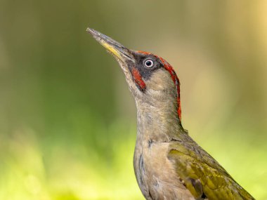 Avrupa Yeşil Ağaçkakanı (Picus viridis) Avrupa ormanlarının soyut arka planına bakıyor. Doğal ortamdaki kuş. Avrupa 'da Vahşi Yaşam Doğası Sahnesi.
