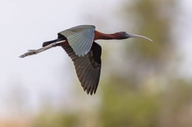 Parlak aynak (Plegadis falcinellus) Ebro delta doğa koruma alanında uçmaktadır, Katalonya, İspanya.