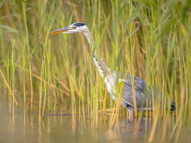 Gri balıkçıl (Ardea cinerea) sulak alanda yiyecek arayan ve yeşil arka planda Flanders Belçika 'da bitki örtüsünde saklanan kuş. Avrupa 'da Vahşi Yaşam Doğası Sahnesi.