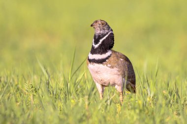 Otlaktaki Erkek Küçük Bustard (Tetrax tetrax). Bu büyük kuş, Güney Avrupa ve Batı ve Orta Asya 'da ürer. Tarımı yoğunlaştırdığı için sayılar hızla azalıyor. Avrupa 'da Vahşi Yaşam Doğası Sahnesi.