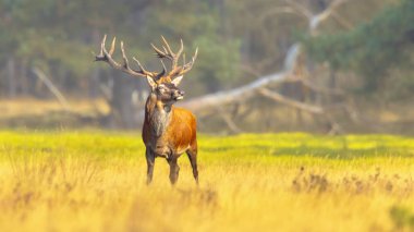 Erkek kızıl geyik (Cervus elaphus) güneşte poz verir. Kızıl geyik Avrupa 'nın büyük bölümünde yaşar. Erkek bir hayvana geyik denir. Avrupa 'da vahşi yaşam sahnesi.