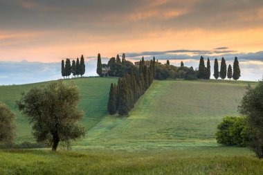San Quirico d 'Orcia yakınlarındaki Toskana kırsalında sisli sabahın erken saatlerinde Toskana, İtalya, Nisan ayında.