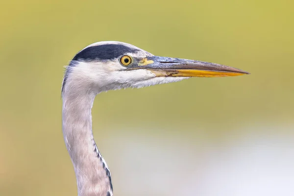 stock image Grey heron (Ardea cinerea) portrait of wading bird looking for food in wetland in Flanders Belgium on green background. Wildlife Scene of Nature in Europe.