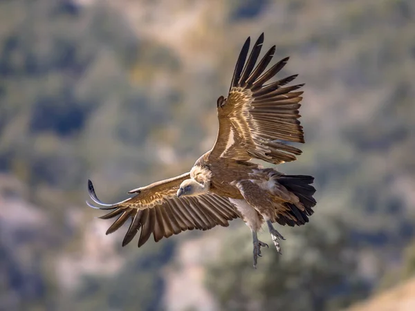 Griffon Vulture Gyps Fulvus Літає Готується Посадки Іспанських Піренеях Каталонії — стокове фото