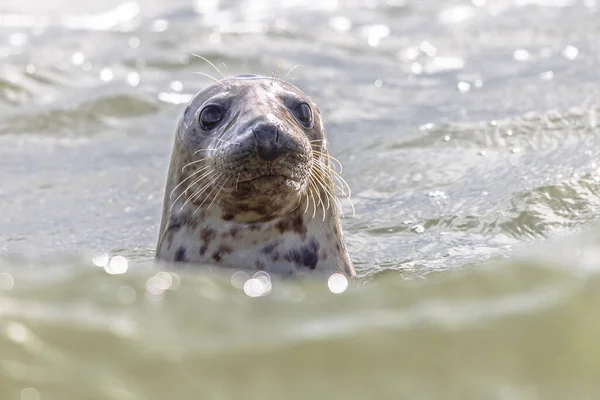 港口海豹 Harbor Seal 缩写Phoca Vitulina 也被称为普通海豹 是一种沿着北半球温带和北极海洋海岸线发现的真正海豹 欧洲的野生动物自然景观 — 图库照片