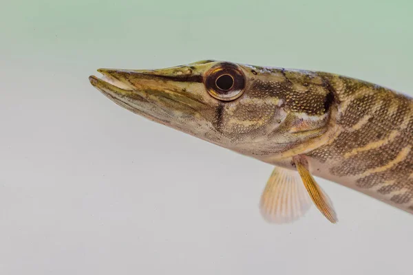 北パイクの肖像画 英語版 Species Carnivorous Freshwater Fish Genus Esox Clos Head — ストック写真
