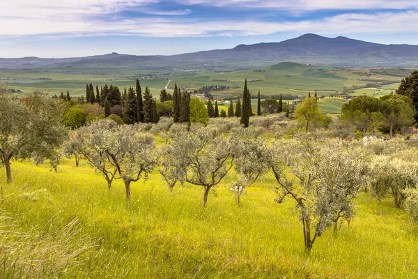 Olijfgaard Met Cipressen Heuvels Van Toscane Gezien Vanaf Het Dorp — Stockfoto