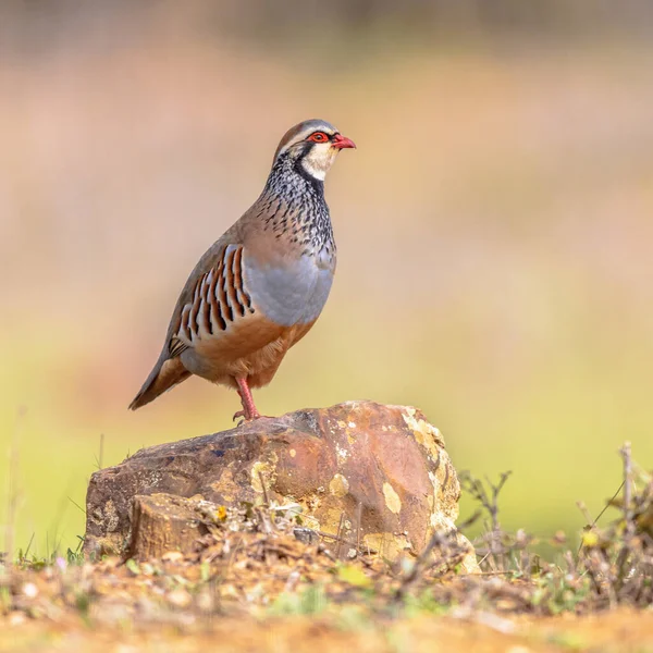 Vörös Lábú Partridge Alectoris Rufa Egy Gamebird Fácán Családban Madár — Stock Fotó