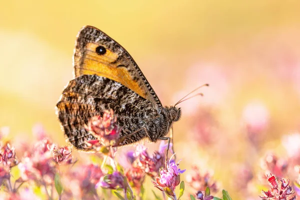 Rock Grayling Hipparchia Semele Butterfly Populations Netherlands Have Declined Dramatically — Stock Photo, Image