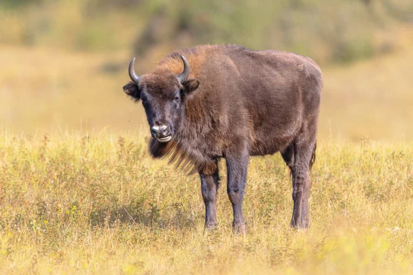 Мудрый Европейский Бизон Bison Bonasus Одно Животное Национальном Парке Zuid — стоковое фото