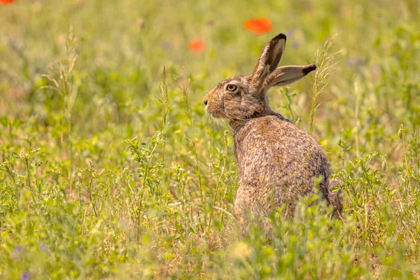 ヨーロッパのウサギ Lepus Europeus 花と草原の植生に隠れてカモフラージュに頼っています ヨーロッパの自然風景 ストックフォト