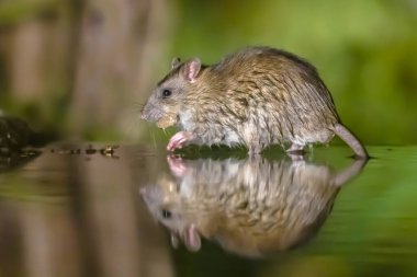 Geceleri suda yürüyen kahverengi sıçan (Rattus norvegicus). Hollanda 'da. Avrupa 'nın doğasında vahşi yaşam.