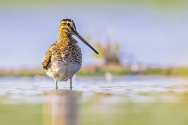 Çulluk (Gallinago gallinago), atmacagiller (Gallinago gallinago) familyasından bir kuş türü. Üreme habitatları, Palearctic boyunca bataklık, bataklık, tundra ve ıslak çayırlardır. Avrupa 'da vahşi yaşam sahnesi.