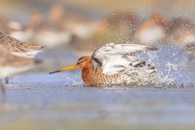 Kara Kuyruklu Godwit (Limosa limozası) grubu göç sırasında sığ bir sularda dinleniyor ve yiyecek arıyor. Hollanda, Kara Kuyruklu Godwit için de önemli bir üreme ortamı. Avrupa 'da Doğa' nın parlak bir torbayla vahşi yaşam görüntüsü