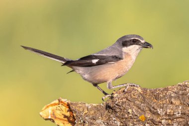 İberya Gri Örümceği (Lanius meridionalis) Büyük Gri Örümcekkuşu ile yakın akrabadır. Arka planda parlak bir arka plana tünemiş. Avrupa 'da Doğa Sahnesi.