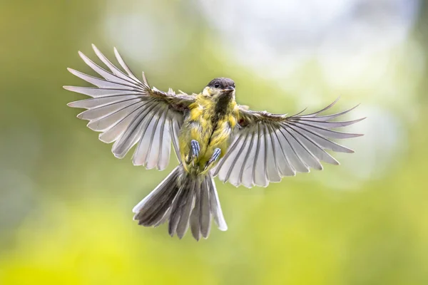 Bird Flight Great Tit Parus Major Just Landing Visible Stretched — Stockfoto