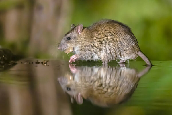 Brown rat (Rattus norvegicus) walking through water at night. Netherlands. Wildlife in nature of Europe.