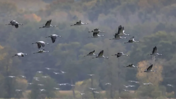 Groupes Oiseaux Grue Commune Grus Grus Migration Dans Habitat Alimentation — Photo
