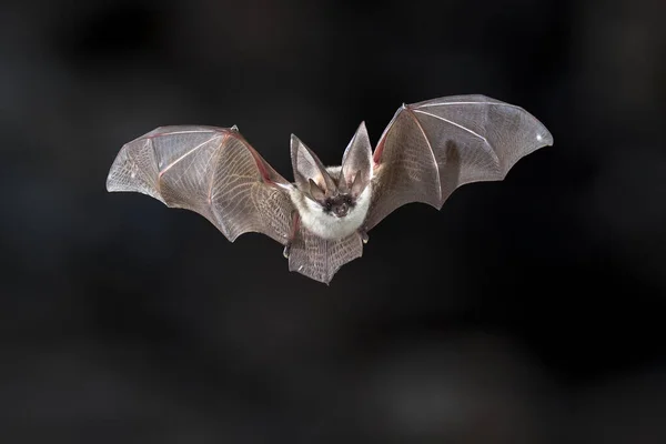 Flying bat on dark background. The grey long-eared bat (Plecotus austriacus) is a fairly large European bat. It has distinctive ears, long and with a distinctive fold. It hunts above woodland, often by day, and mostly for moths.