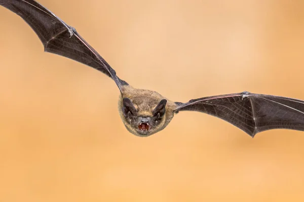 Flying Pipistrelle Bat Pipistrellus Pipistrellus Ação Tiro Caça Animal Sobre — Fotografia de Stock