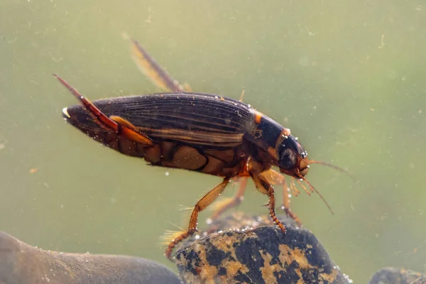 欧洲河流和池塘的大型潜水甲虫 Dytiscus Marginal Alis 淡水昆虫 这些甲虫生活在淡水中 或是静止不动 或是慢条斯理 似乎更喜欢有植被的水 欧洲的野生动物自然景观 — 图库照片
