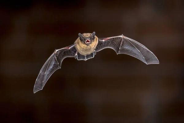 Pipistrelle Bat Pipistrellus Pipistrellus Flyger Vinden Huset Framför Tegelvägg Mörker — Stockfoto