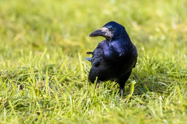 Portrait Eurasian Rook Corvus Frugilegus Black Bird Bare Base Bill — Stock Photo, Image