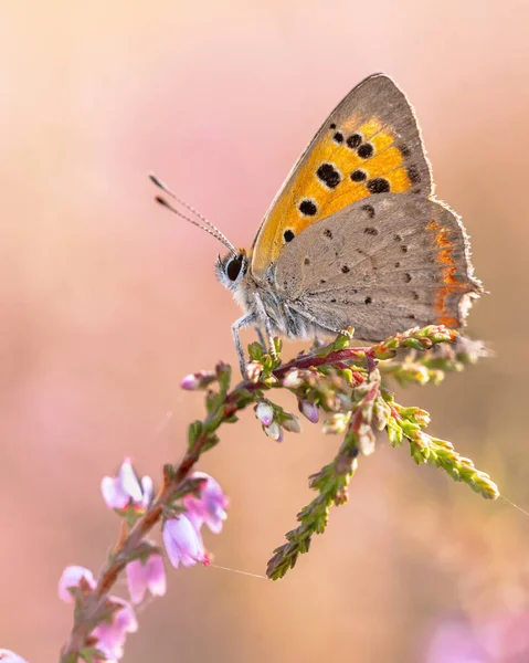 Small Copper Lycaena Phlaeas Butterfly Perched Heath Flower Sunny Day — Stock Photo, Image