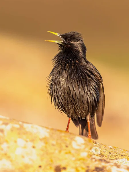 无斑点星条旗 Sturnus Unicolor 被限制在伊比利亚半岛 在背景明亮的繁殖地 鸟用房顶木桩在房顶歌唱 欧洲大自然中的野生动物场景 — 图库照片