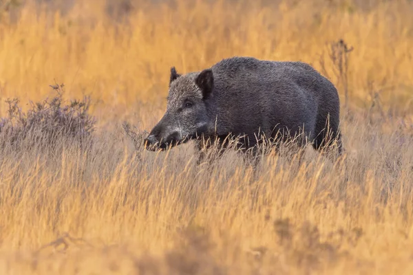 멧돼지 Sus Scrofa 동물은 유라시아와 북아프리카의 지역에서 자생하며 아메리카와 세아니아에 — 스톡 사진