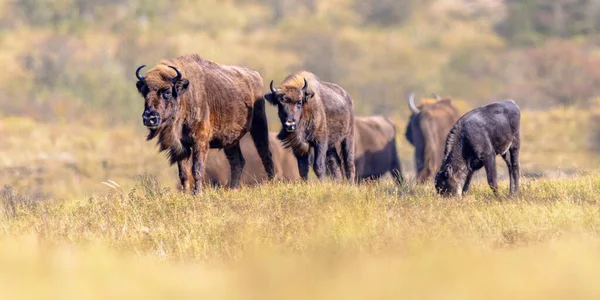 Wisent European Bison Bison Bonasus Group National Park Zuid Kennemerland — Foto Stock