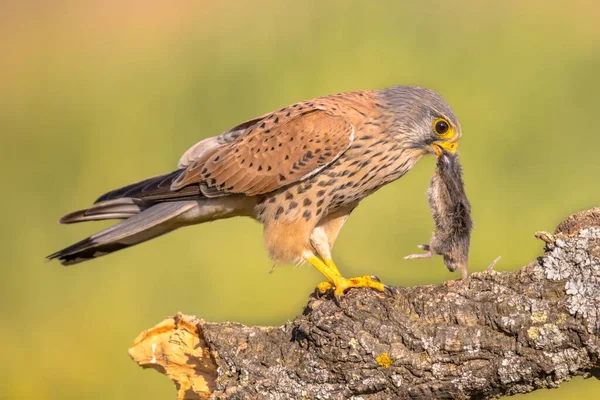 Turmfalke Falco Tinnunculus Hockt Auf Stein Und Frisst Maus Vor Stockbild