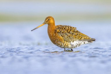 Kara kuyruklu Godwit (Limosa limozası) göçler sırasında sığ bir sularda dinleniyor ve yiyecek arıyor. Hollanda, Kara Kuyruklu Godwit için de önemli bir üreme ortamı. Avrupa 'da Doğa' nın parlak Backg 'li vahşi yaşam görüntüsü