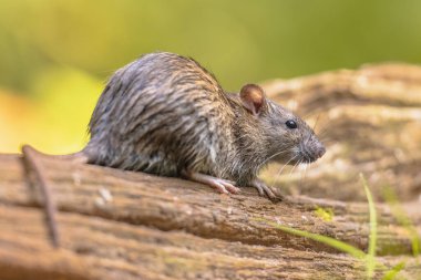 Brown rat (Rattus norvegicus) walking in grass on bank at night. Netherlands. Wildlife in nature of Europe. clipart