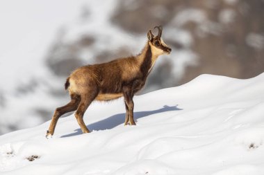 Chamois (Rupicapra rupicapra) İspanyol Pirene dağlarının karlarında antilop keçisi. Avrupa 'da vahşi yaşam sahnesi.