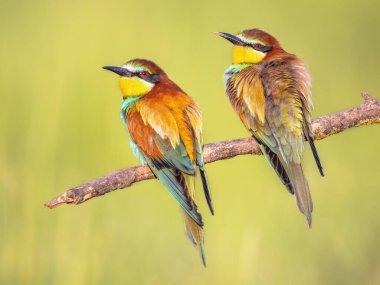 Bir çift Avrupa Arı Yiyen (Merops apiaster), Üreme Kolonisi yakınlarındaki bir dala tünemişti. Bu kuş güney Avrupa 'da ve kuzey Afrika ve batı Asya' nın bazı bölgelerinde ürer. Avrupa 'da Doğa Sahnesi.