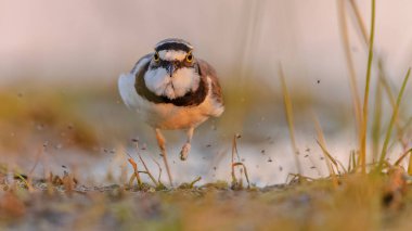 Küçük Halkalı Plover (Charadrius dubius), böcekler rahatsız edilirken kıyıda koşar. Avrupa 'nın Doğasında Vahşi Yaşam Sahnesi