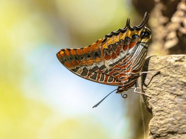 Bagajda iki kuyruklu Paşa (Charaxes jasius) güzel kelebek. Avrupa 'nın en büyük kelebeklerinden biri. Avrupa 'da Vahşi Yaşam Doğası Sahnesi.