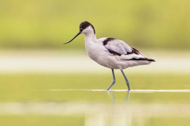 Pied avocet (Recurvirostra avosetta), sabahın erken saatlerinde gün doğumunda sığ sularda yüzer. Avrupa 'da vahşi yaşam sahnesi.
