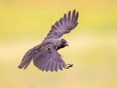 Batı Jackdaw (Coloeus monedula) parlak arka planda uçuyor. Avrupa 'da vahşi yaşam sahnesi.