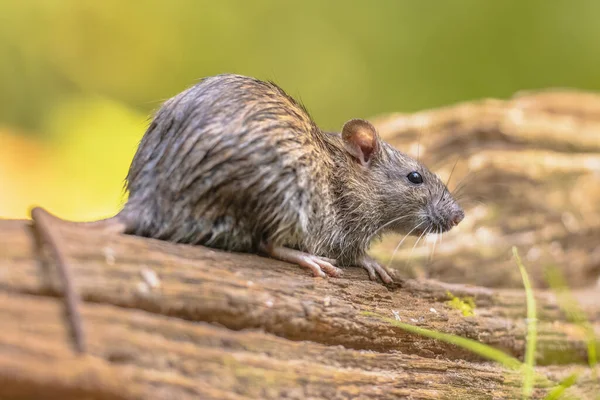 夜间在河岸草丛中行走的褐鼠 欧洲的野生生物 — 图库照片