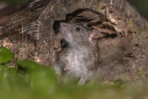 Rat Brun Rattus Norvegicus Marchant Dans Herbe Sur Rive Nuit — Photo