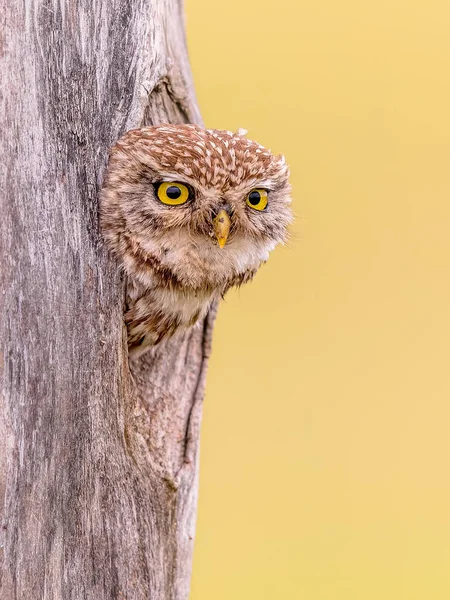 Mała Sowa Athene Noctua Ptak Drapieżny Podglądający Jamy Drzewa Pustym — Zdjęcie stockowe