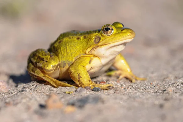 Pool Frog Pelophylax Lessonae Ranidae Familyasından Bir Kurbağa Türü Azalan — Stok fotoğraf