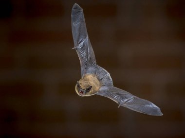 Pipistrelle yarasası (Pipistrellus pipistrellus) karanlıkta tuğla duvarın önünde tavan arasında uçuyordu. Bu tür tünemesiyle ve kentsel alanlarda yaşamasıyla bilinir..